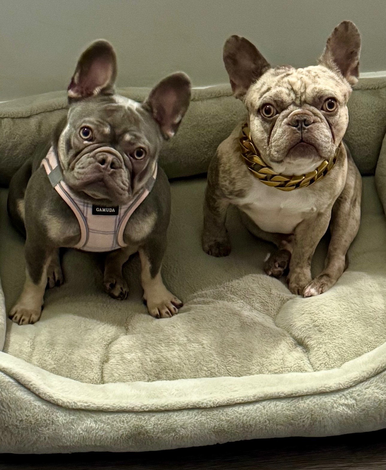 Bella French Bulldog